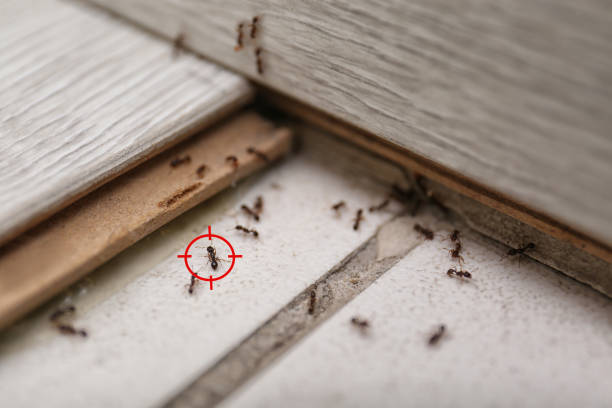 Best Commercial Pest Control Services  in Wescosville, PA